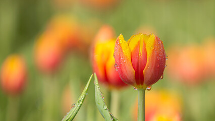 Wall Mural - a bulbous spring-flowering plant of the lily family