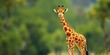 © Pimchada - A cute giraffe standing on a vibrant yellow background with a smaller giraffe in the frame, generative AI, nature, wildlife