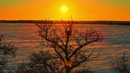 Wall Mural - A fiery sunset casts a golden glow over a snowy landscape with a silhouetted tree in the foreground