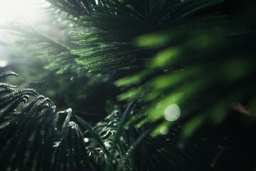 Close-up of rain drops on a pine tree branch,Pine needles and water drops in the morning