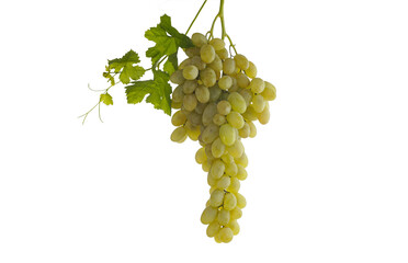 Wall Mural - With white grape leaves on a white background