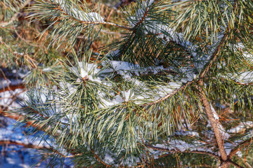 Canvas Print - Pine tree branches covered with white snow at winter