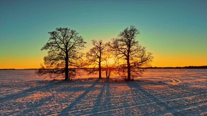 Wall Mural - Winter sunset casts long shadows behind bare trees in a snowy open field, aerial view
