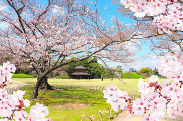 Leinwandbilder - Blooming sakura trees in Koishikawa Korakuen garden, Okayama, Japan. Japanese hanami festival. Cherry blossoming season in Japan. Beautiful nature spring scene with a branch of blooming sakura