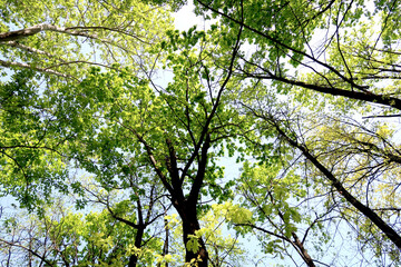 branches of trees in the view from below into the sky