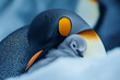© Juri - Close-up of a penguin tenderly cuddling her chick with a warm protective posture