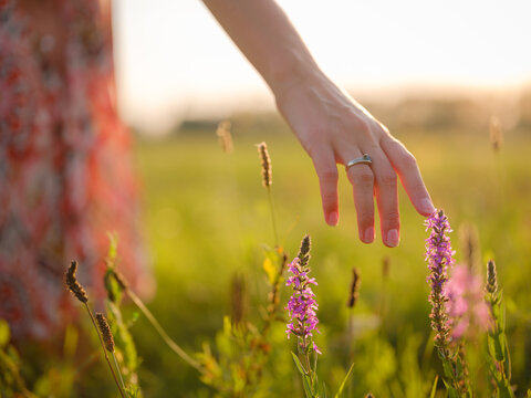 woman's hand touching purple wildflowers, close-up of fingers holding grain, delicate hand in field of wheat, golden hour macro shot of wheat, sunlight on woman's hand