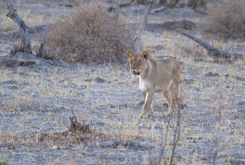 Wall Mural - African Lion in Zimbabwe Hwange National Park