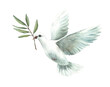 © Bartol_art - Watercolor Pigeon with olive tree branch White flying dove bird, symbol of peace. Realistic style hand drawn illustration for religious card, Baptism, first communion. Isolated from background clipart