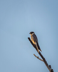 Wall Mural - Wild small predator Eurasian hobby or Falco subbuteo bird closeup perched high on a tree during winter season migration at jhalana forest or leopard reserve jaipur rajasthan india asia