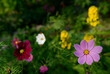 © Westend61 - Close-up of colorful wildflowers in a garden during summer