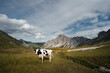 © Westend61 - Cows on high alpine meadow at Landsberger hut in Tyrol, Austria