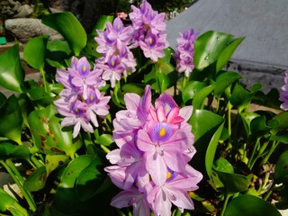 Wall Mural - Common water hyacinth aquatic plant