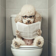 © carolina - poodle dog bathroom Adorable poodle dog wearing glasses reading newspaper on toilet in bathroom