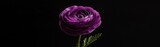a single purple ranunculus on black background