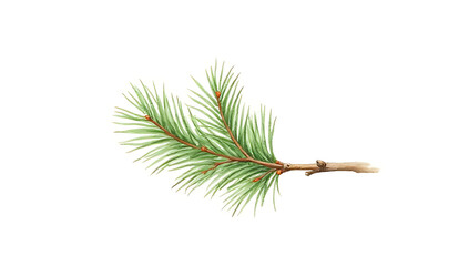 Wall Mural - a delicate watercolor drawing of an evergreen fir tree branch is depicted in isolation against a cle