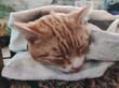 © Luca - Gattino che dorme