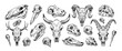 © Paper Trident - Sketch of animal skulls set. Drawing bones, head skeletons of different beasts: deer, lion, birds, cat, dog. Engraving fauna anatomy. Hand drawn isolated vector illustrations on white background