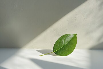 Single green leaf on white surface with shadow play