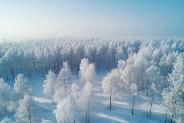 Wall Mural - snowy forest covered in frost during winter morning