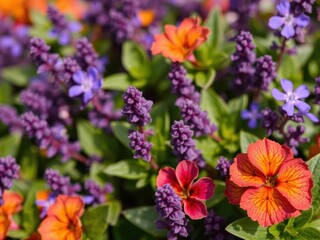 Wall Mural - Vibrant purple flower petals and delicate leaves on a nature background, fresh, purple, beautiful