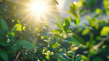 Wall Mural - Sunlight Piercing Through Lush Green Foliage at Dawn