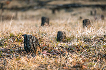 Wall Mural - A field of grass with a few tree stumps scattered throughout
