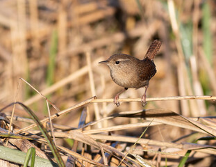 Wall Mural - Eurasian wren, Troglodytes troglodytes. On an autumn morning, a bird sits on the stalks of the reeds