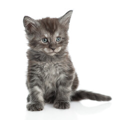 Aufkleber - Cute maine coon kitten sitting in front view and looking away. isolated on white background