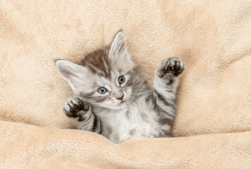 Fototapete - Cozy Maine coon kitten lying under warm blanket on a bed at home. Top down view