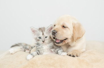 Fototapete - Friendly Golden retriever puppy lying with tiny maone coon cat on a bed at home