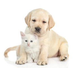 Aufkleber - Golden retriever puppy hugs a tiny  maine coon kitten and looks at camera. isolated on white background