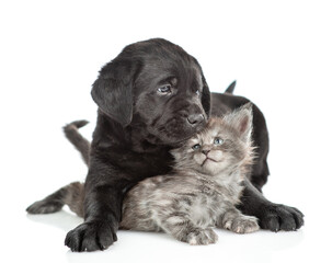 Aufkleber - Black labrador puppy hugs and kisses tiny maine coon kitten. Pets look away on empty space together. Isolated on white background