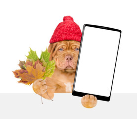 Aufkleber - Sad Mastiff puppy wearing warm hat holds dry leaves and big smartphone with white blank screen in it paw above blank white banner. Empty space for text