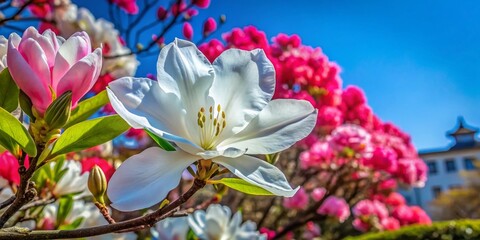 Wall Mural - Close-Up of a White Rhododendron Flower with a Red Magnolia Tree in the Blurred Background Under a Clear Blue Sky, Perfect for Nature and Floral Enthusiasts