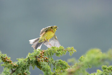 Poster - A Cirl Bunting sitting on a green bush