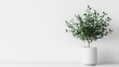 © addymawy - Green plant in a white pot against a white wall