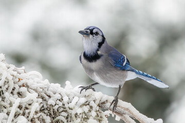Wall Mural - blue jay perched on a snow-covered branch
