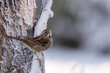 Poster - White-throated sparrow perched on a snow-covered branch