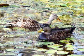 mottled duck birds in pond water lily pads