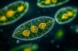 © Maria - Microscopic view of a single celled organism with glowing green and orange internal structures surrounded by a dark background