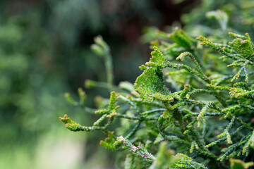 Wall Mural - Green Thuja in garden close-up