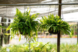 Helecho de Boston, árbol, naturaleza, la palma, fábrica, bosque, tropical, huerta, árbol, hojas, fábrica, hojas, verano
