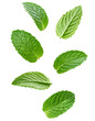© ArtPixel-Portfolio - Fresh and natural image of vibrant green mint leaves cascading against a transparent backdrop