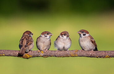 Wall Mural - birds fledgling sparrow sitting on tree branch in summer garden