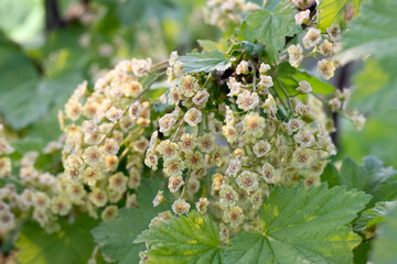 Wall Mural - currant blossom, currant bush with flowers in spring