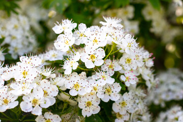 Wall Mural - hawthorn blossom, hawthorn bush with white flowers