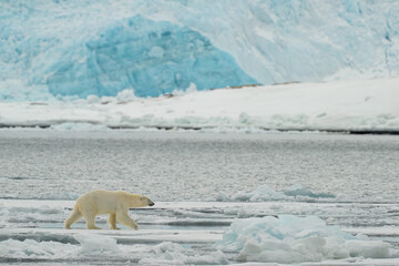 Wall Mural - male polar bear (ursus maritimus) on ice