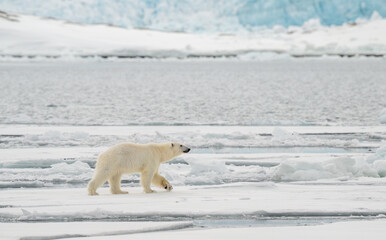 Wall Mural - male polar bear (ursus maritimus) on ice