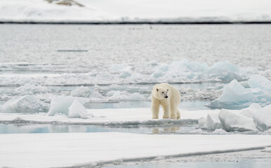 Wall Mural - male polar bear (ursus maritimus) on ice